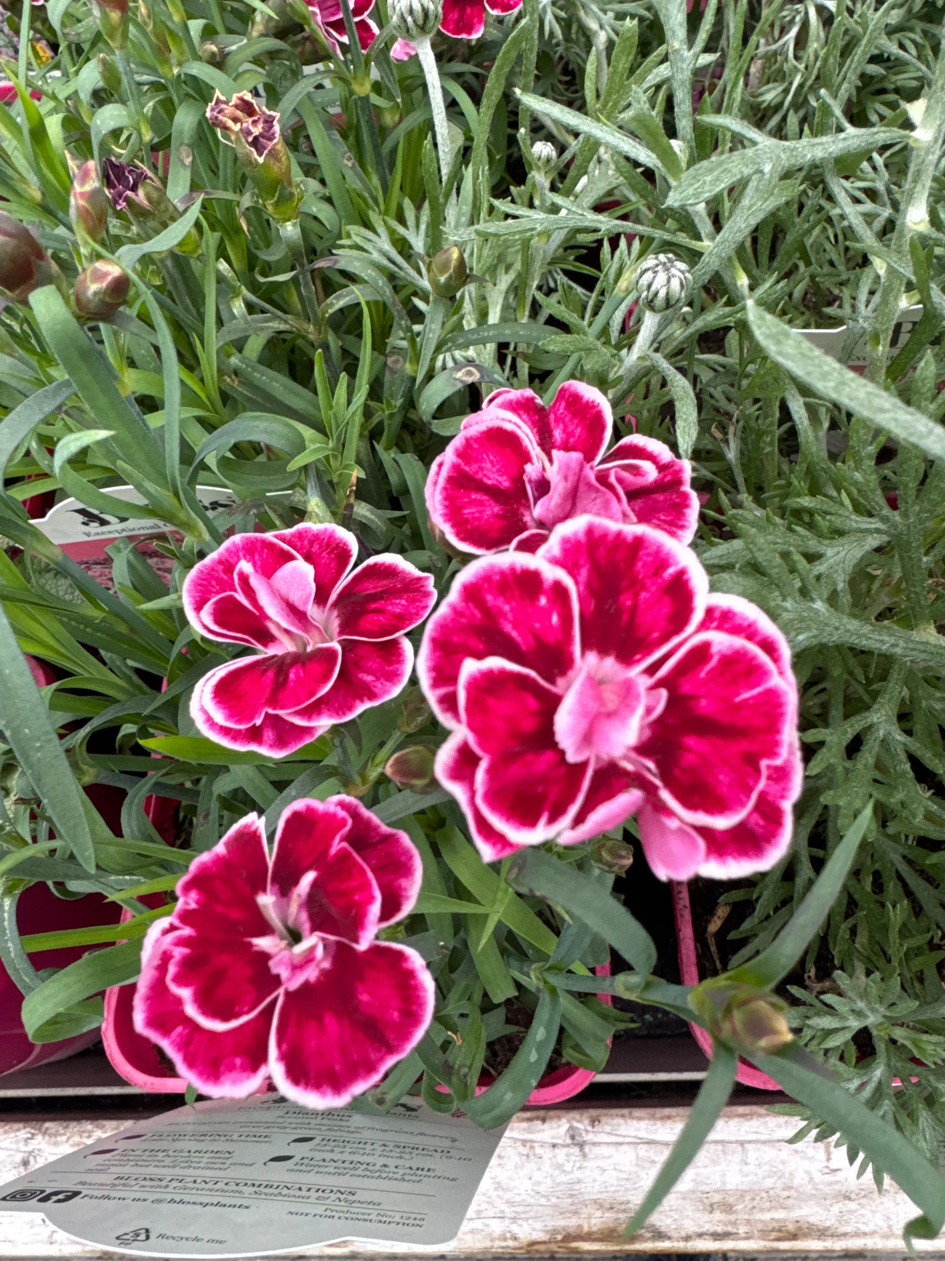 Dianthus Capitán® Cologne - Image 3