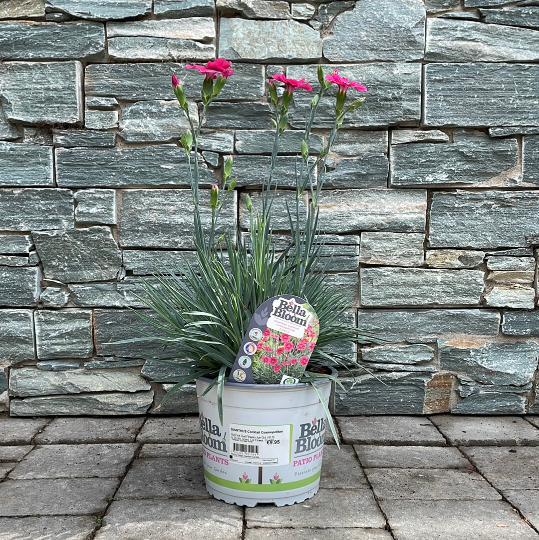 Carnation (Dianthus Cocktail Cosmopolitan) - Image 2