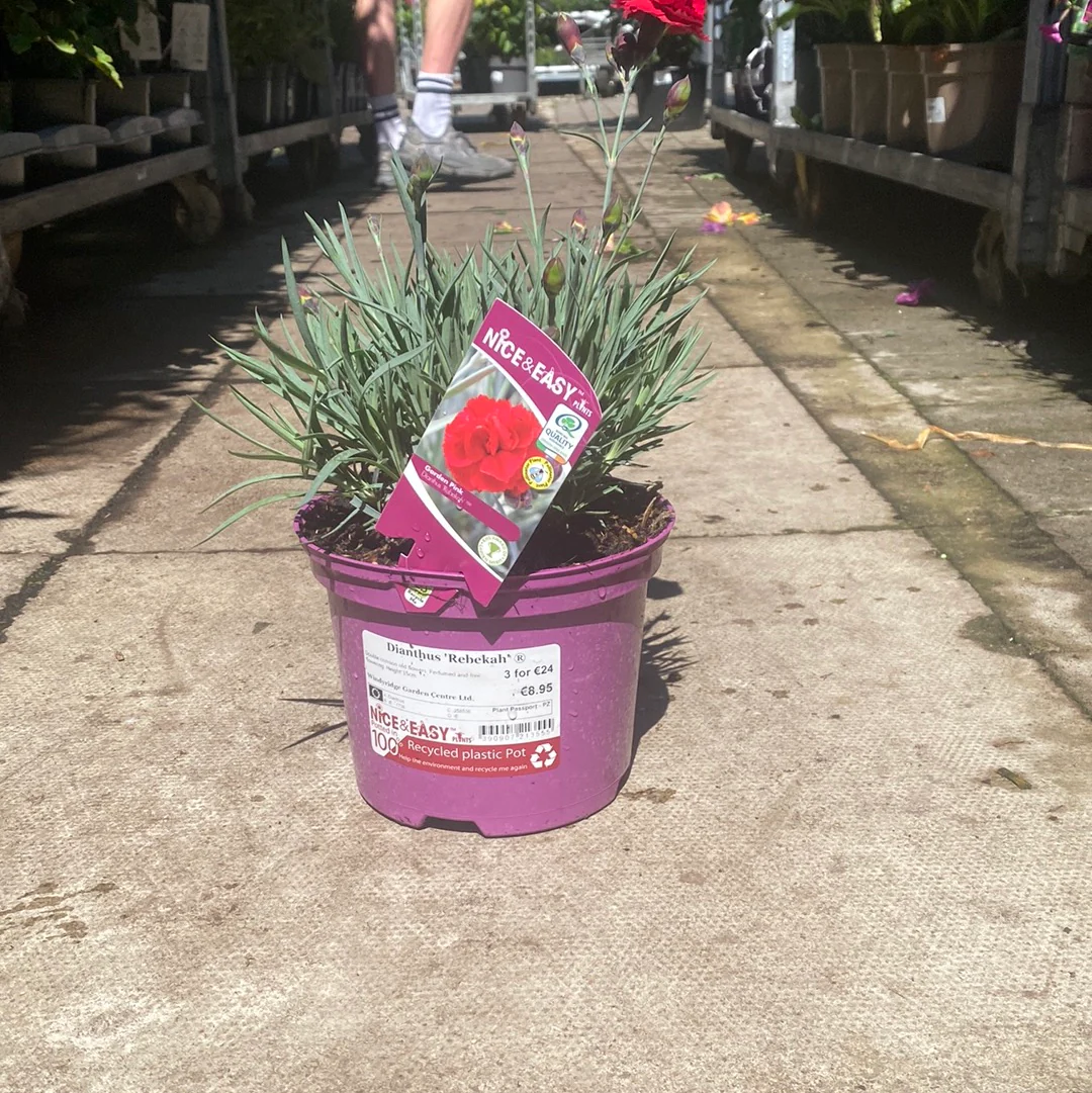Carnation Dianthus Rebekah (2Ltr Pot) - Image 2