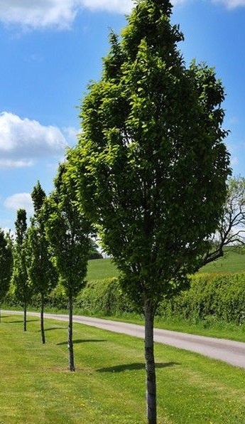 Carpinus bet. Fastigiata