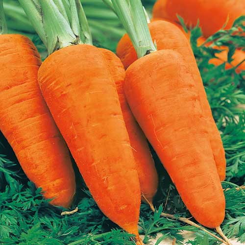 Carrot Chantenay Red Cored 2 - Image 3