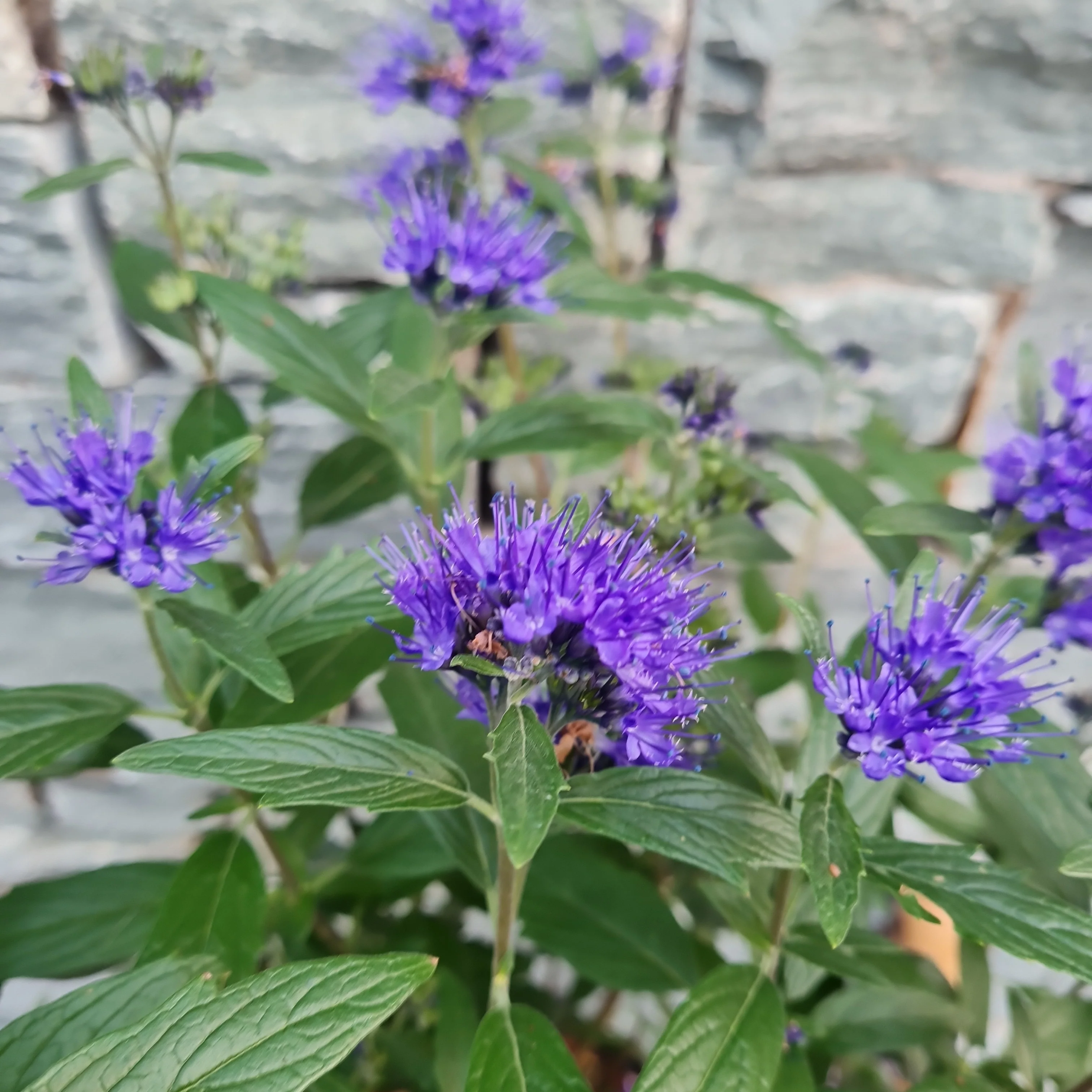 CARYOPTERIS cland. Thetis - Image 2