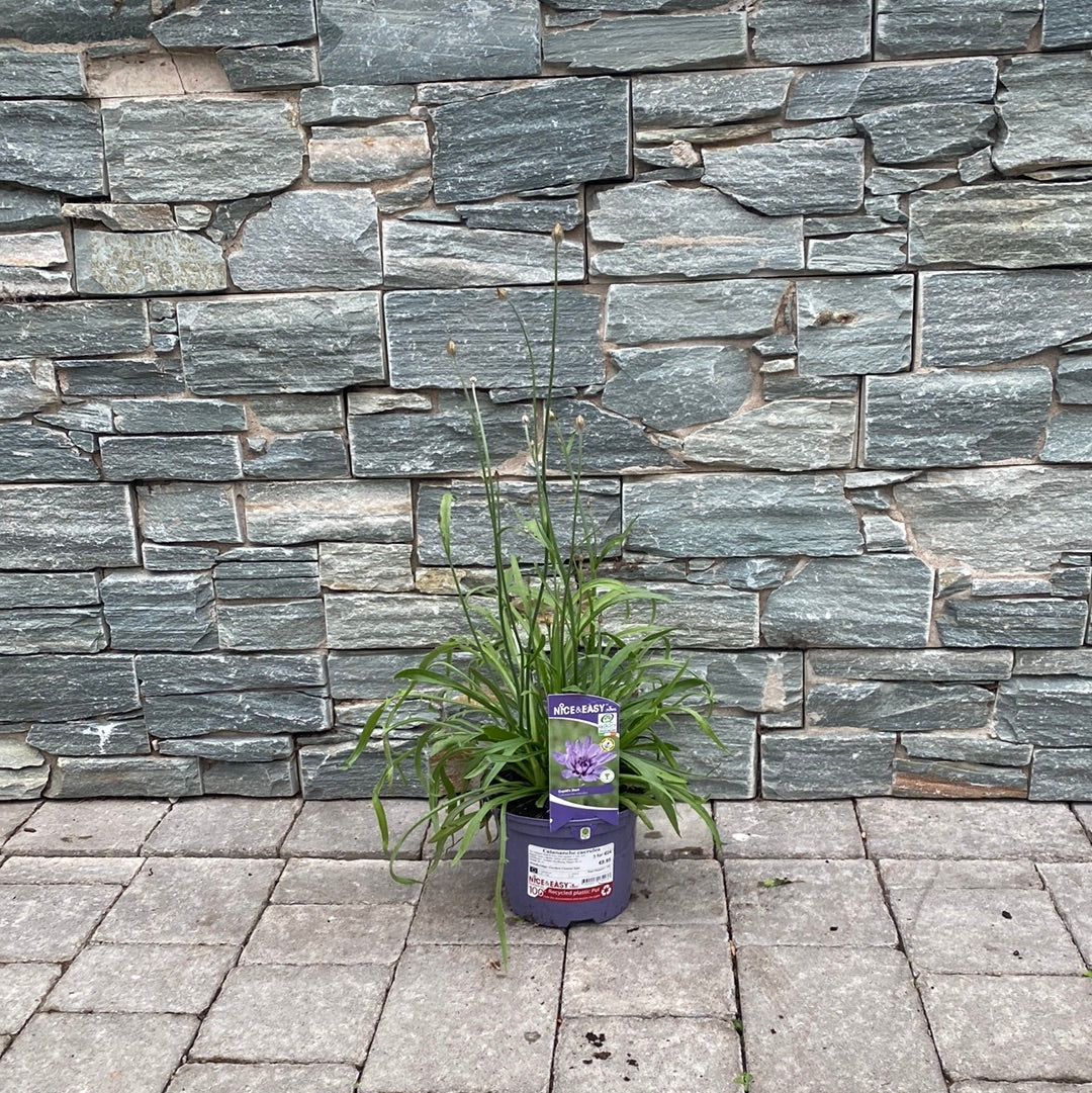 Catananche caerulea - Image 3