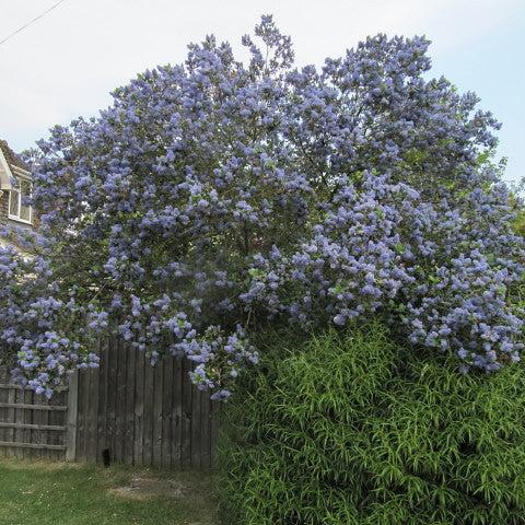 Ceanothus arboreus Trewithen Blue - Image 2