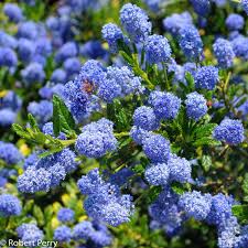 Ceanothus Concha - Image 2