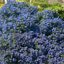 Ceanothus impressus Victoria - Image 2