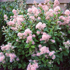 Ceanothus pallidus Marie Simon