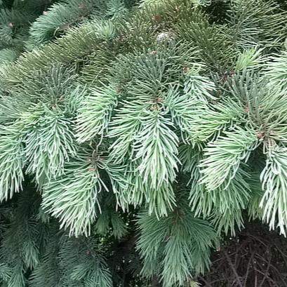 Cedrus deod. Feelin Blue  20-25 cm - Image 2