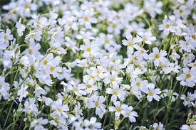 Cerastium tomentosum White