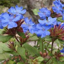 Ceratostigma griffithii  5 Ltr pot - Image 2