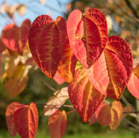 Cercidiphyllum japonicum