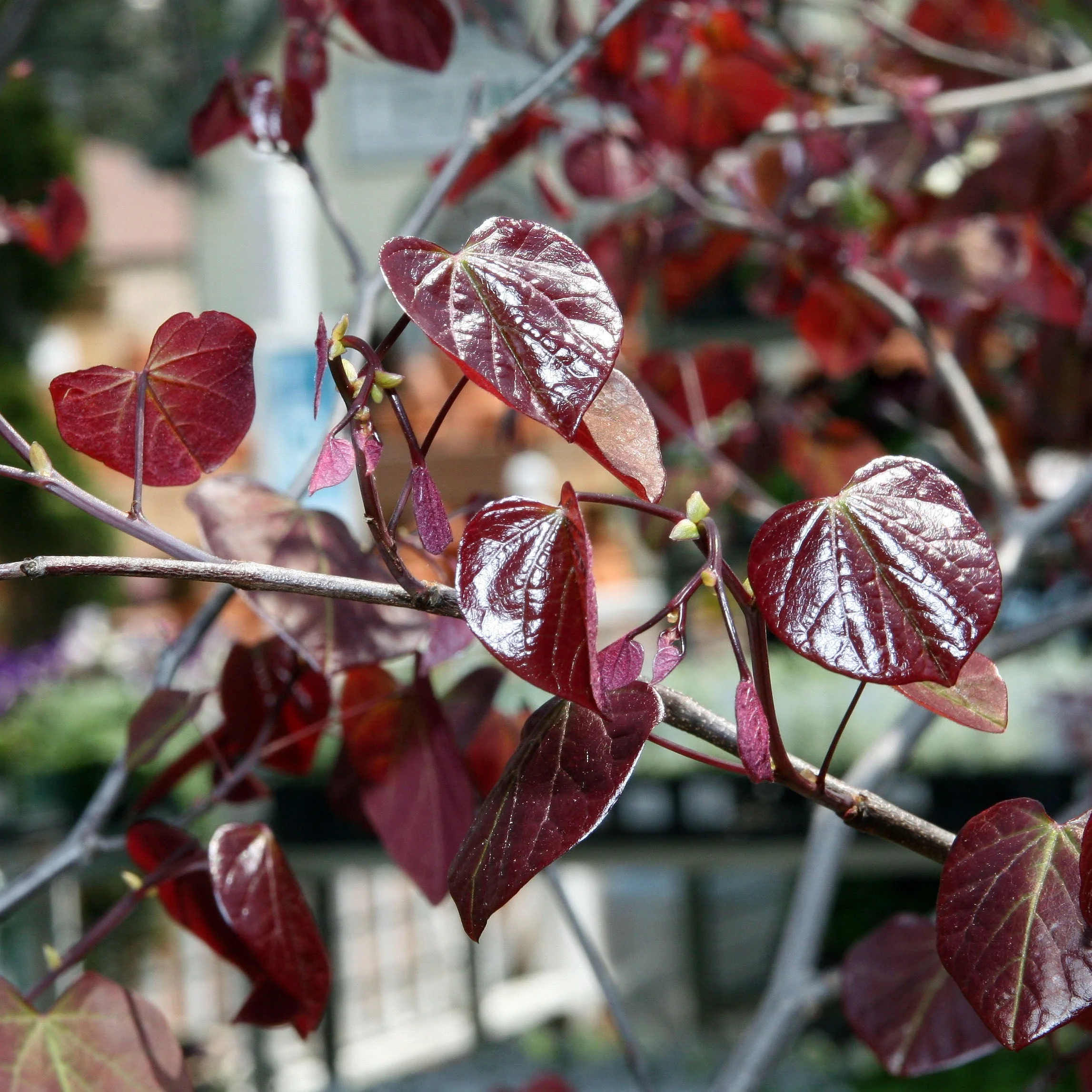 Cercis can. Forest Pansy - Image 2