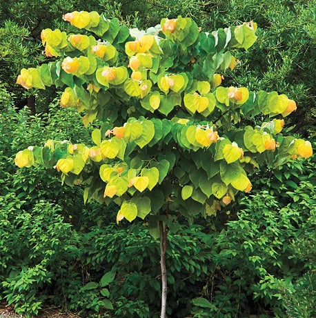 Cercis can. Rising Sun 40 to 50 CM