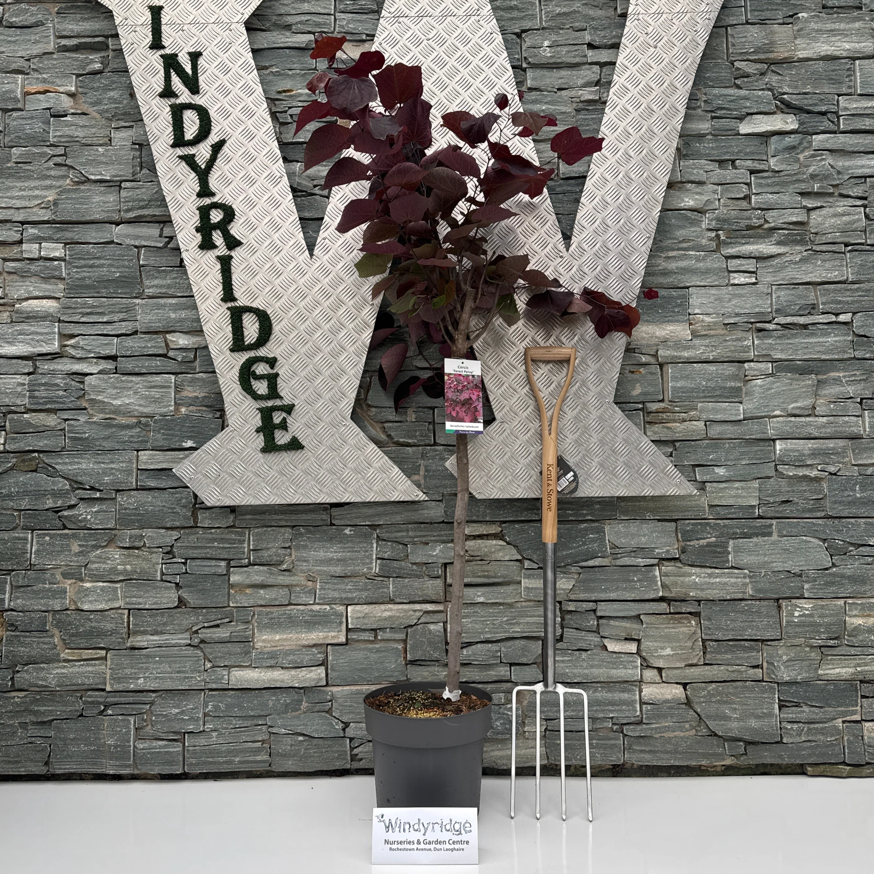 Cercis mix  100 CM STEM C12