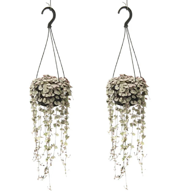 Ceropegia woodii Variegata P14 - hanging pot