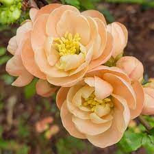 Chaenomeles Geisha Girl - Image 2
