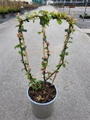 CHAENOMELES MANGO STORM - Image 3