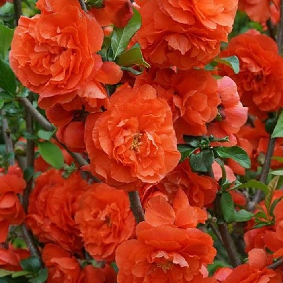 CHAENOMELES ORANGE STORM