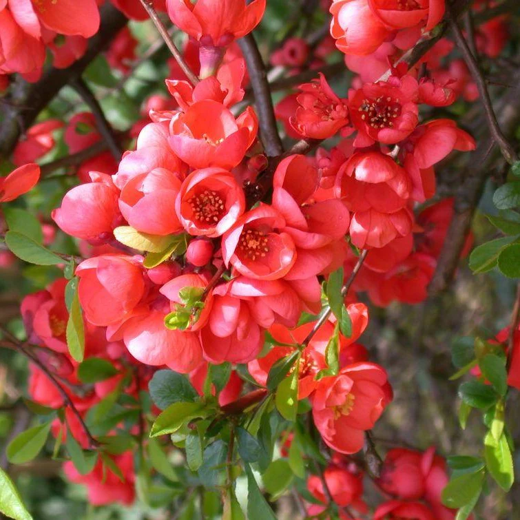 Chaenomeles spec. Rubra