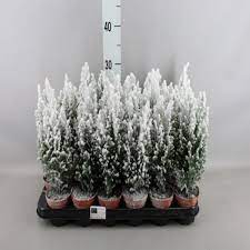 Chamaecyparis laws. Snow White