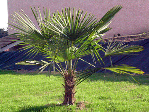 CHAMAEROPS EXCELSA CLT 35 TRONCO 40 - 50 CM STELO SING.