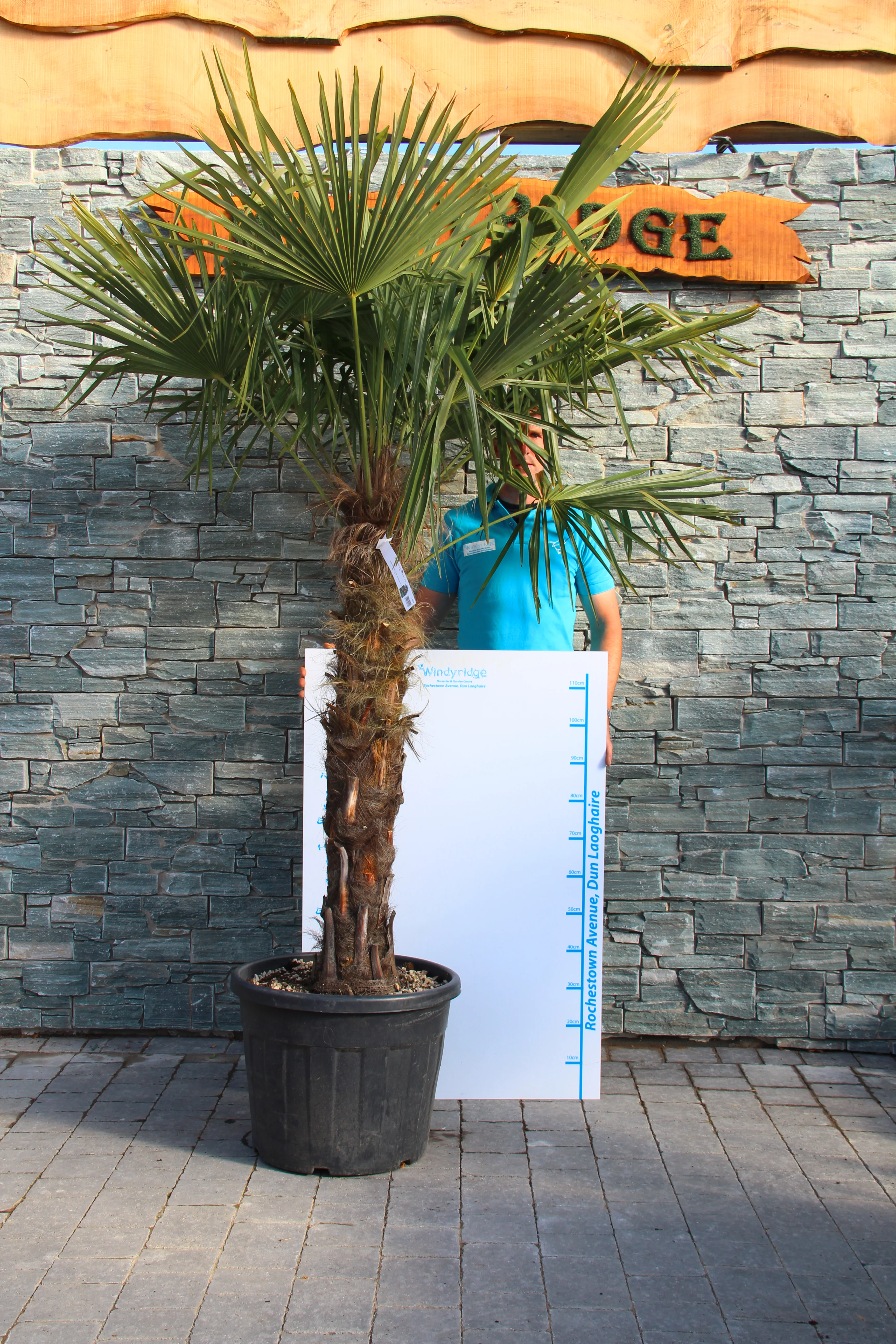 CHAMAEROPS EXCELSA CLT 90 TRONCO 100 - 120 CM STELO SING.