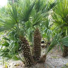 Chamaerops humilis - Image 2