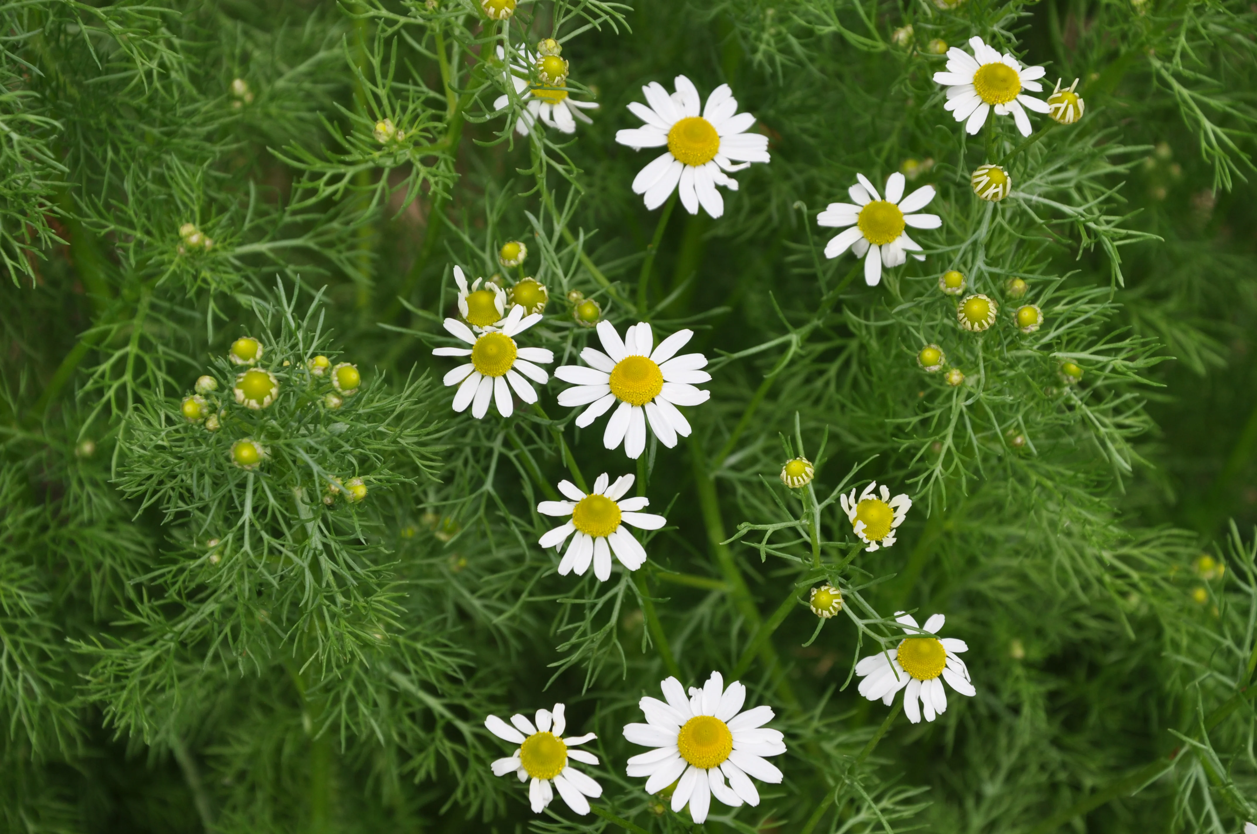 Chamomile - Image 2