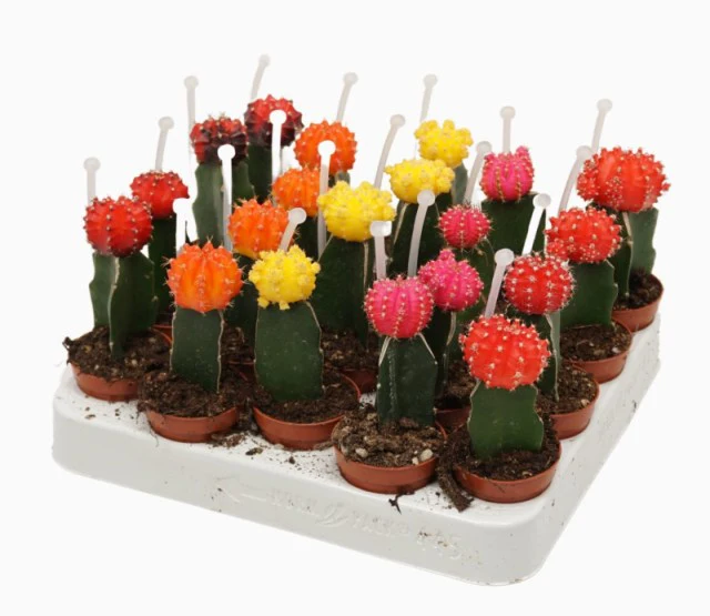 Chin Cactus (Gymnocalycium Mix)