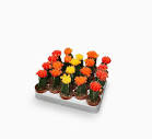 Chin Cactus (Gymnocalycium Mix) - Image 2