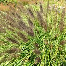 Chinese Fountain Grass Pennisetum alop. Viridescens (6.5Ltr Pot)