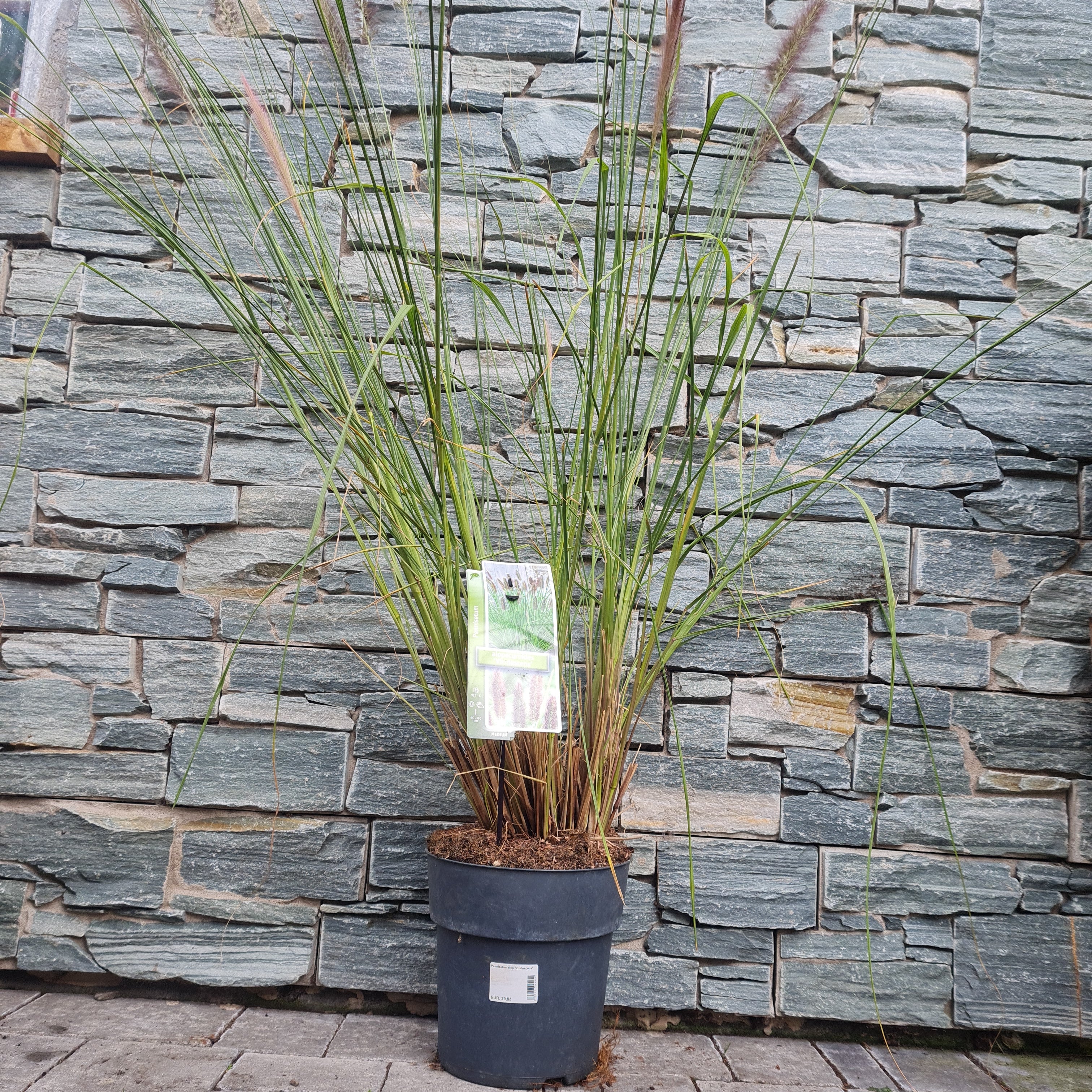 Chinese Fountain Grass Pennisetum alop. Viridescens (6.5Ltr Pot) - Image 2