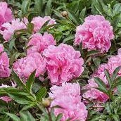 Paeonia lact. 'Longlife' mix 3 Ltr pot - Image 3