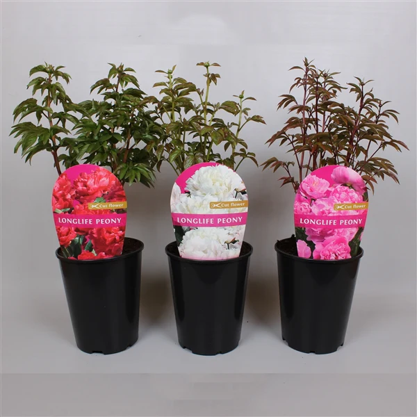 Paeonia lact. 'Longlife' mix 3 Ltr pot - Image 5