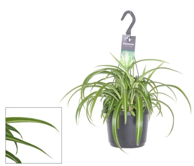 Chlorophytum com. Bonnie P18, hanging pot