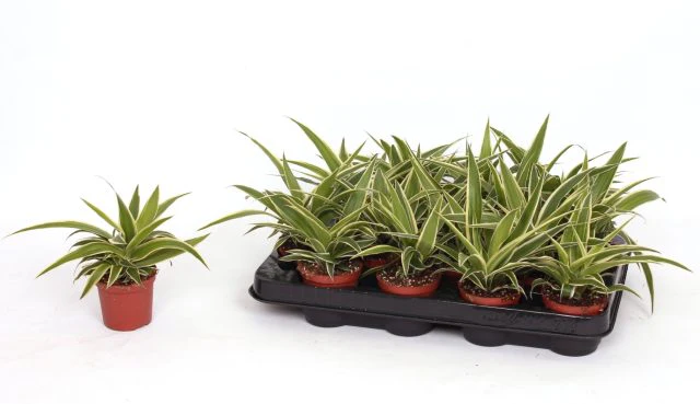 Chlorophytum com Ocean P7