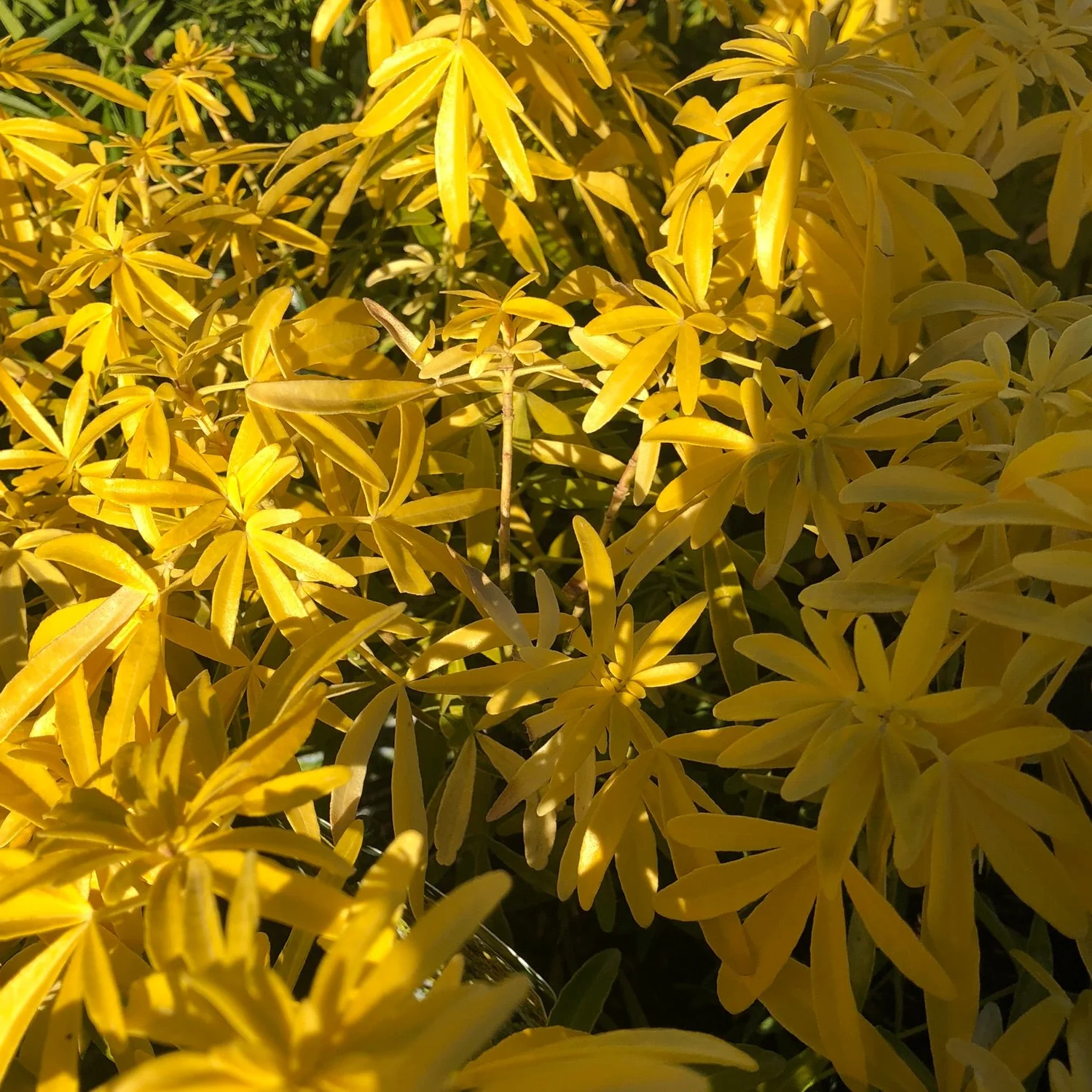 CHOISYA TERNATA GOLD STAR - Image 2
