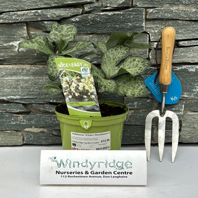 Christmas Roses Helleborus Winter Moonbeam (2Ltr Pot) - Image 2