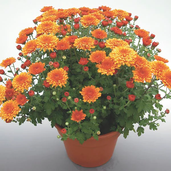 Chrysanthemum - Image 2