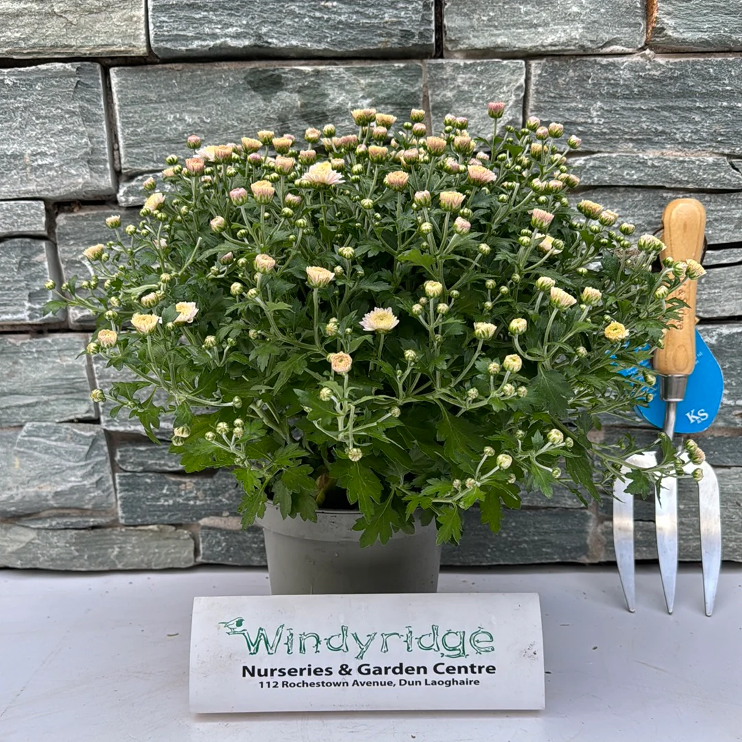 Chrysanthemum - Image 3