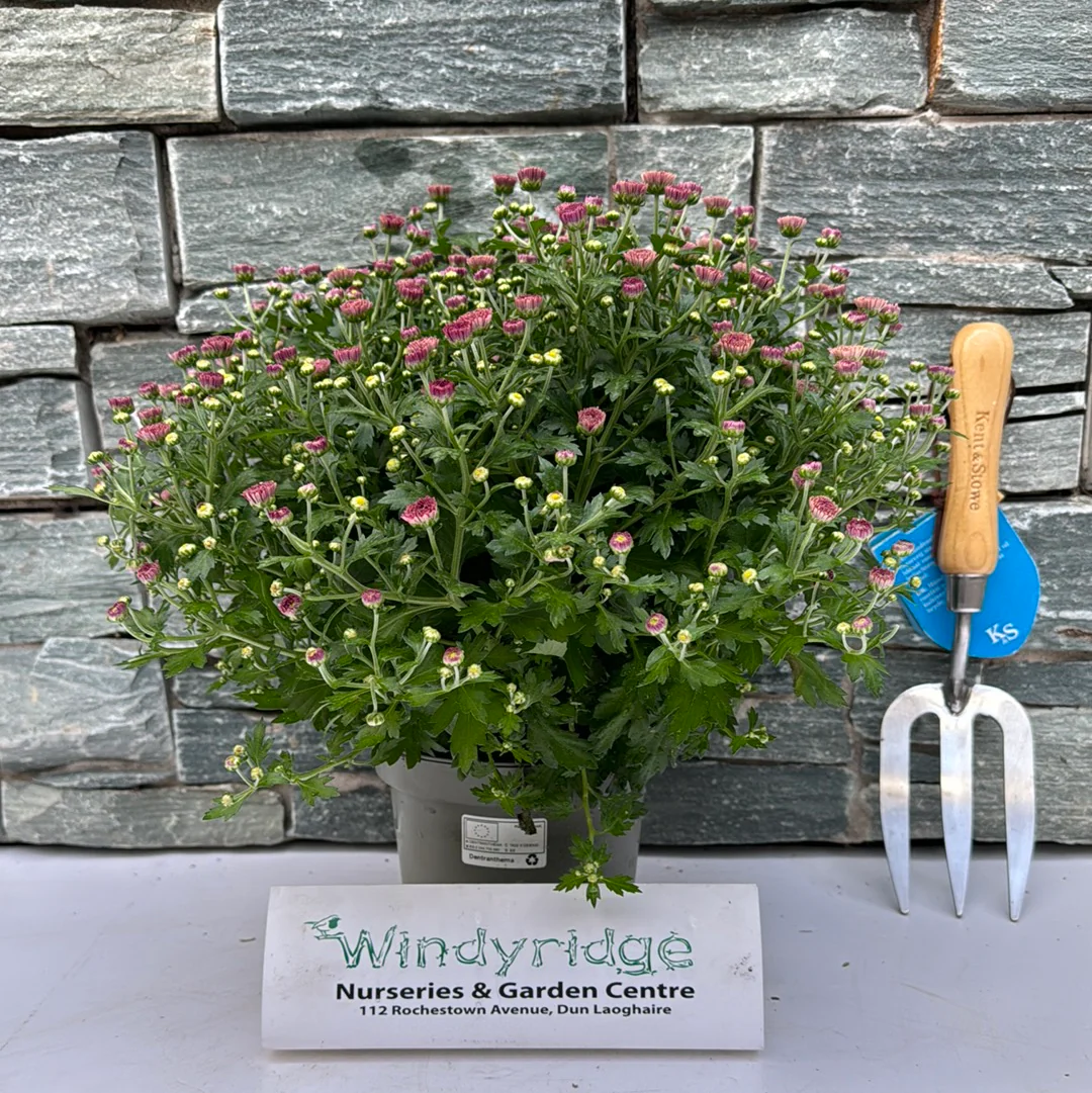 Chrysanthemum - Image 4