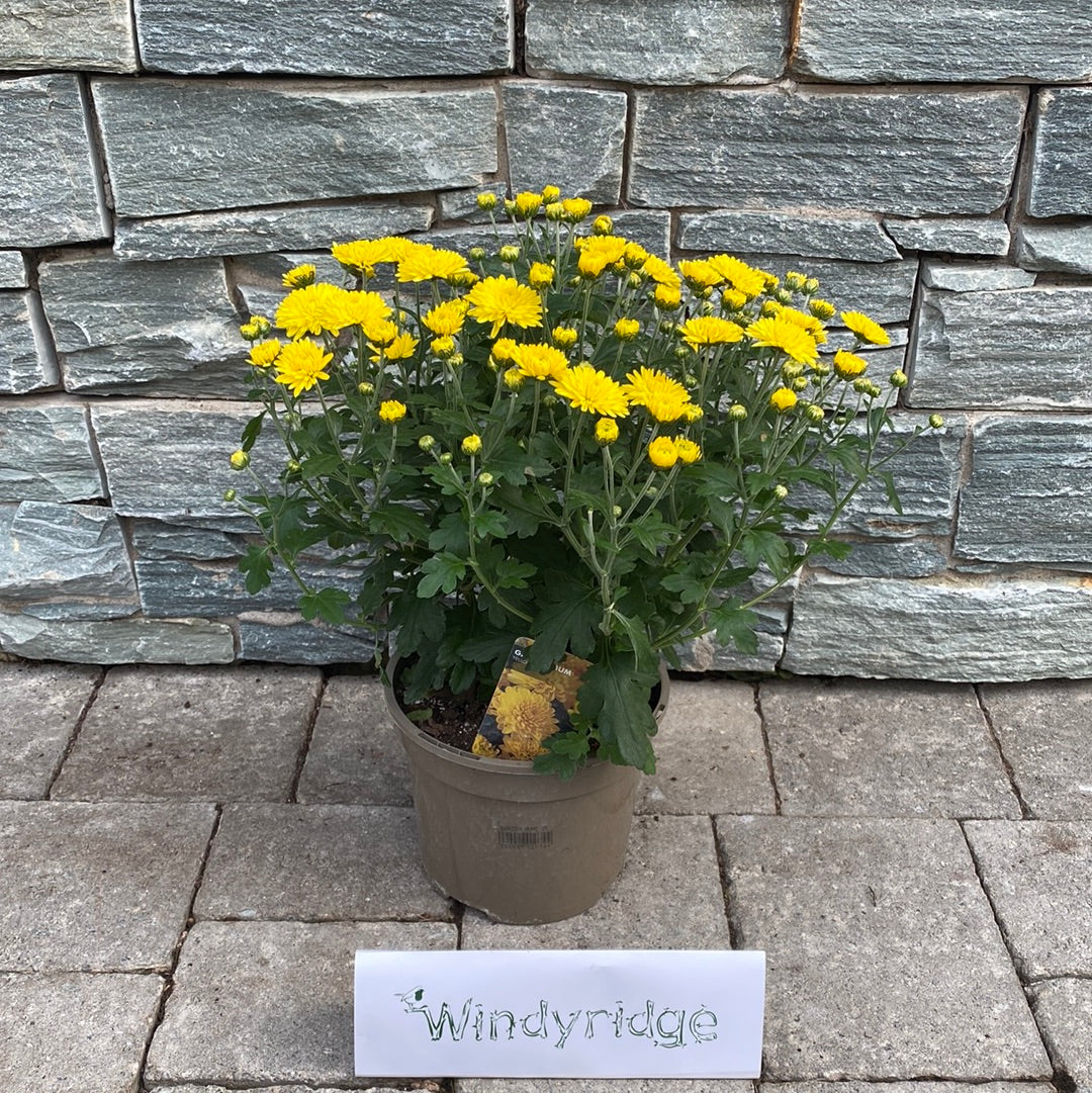 Chrysanthemum - Image 5