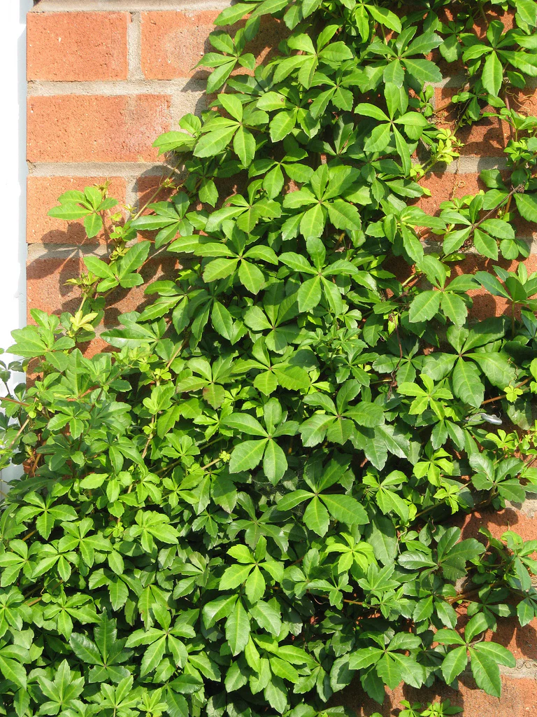 Cissus striata - Image 2