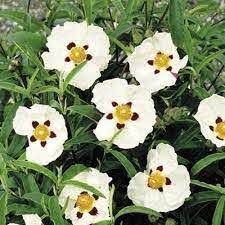 Cistus Alan Fradd - Image 2