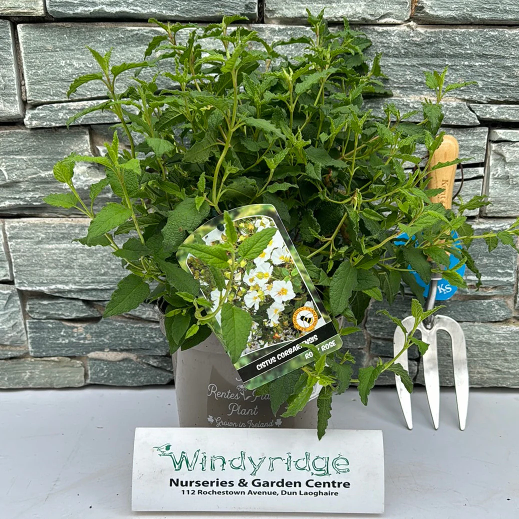 CISTUS CORBARIENSIS