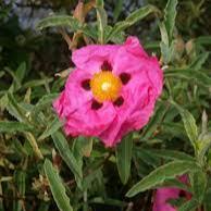 Cistus purpureus - Image 2