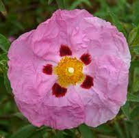 Cistus purpureus - Image 3