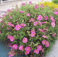 Cistus purpureus - Image 5