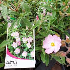 Cistus Silver Pink - Image 2