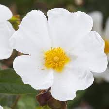 Cistus X Corbariensis - Image 2